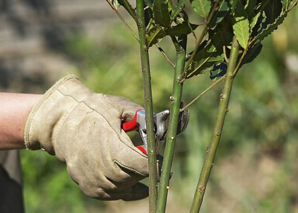 &Kappa;&lambda;ά&delta;&epsilon;&mu;&alpha; &phi;&upsilon;&tau;ώ&nu;