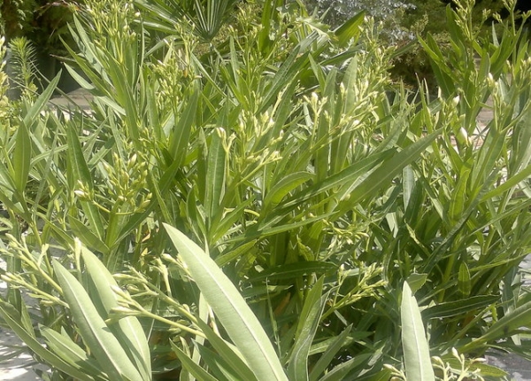 &Pi;&iota;&kappa;&rho;&omicron;&delta;ά&phi;&nu;&eta; &lambda;&epsilon;&upsilon;&kappa;ή &sigma;&tau;&eta;&nu; &Kappa;&Epsilon;&Nu;&Tau;&Iota;&Alpha;