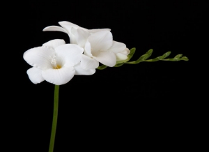 freesia white