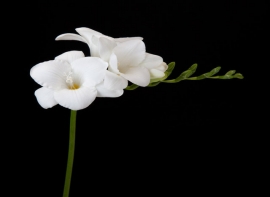 freesia white