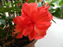 &Iota;&beta;ί&sigma;&kappa;&omicron;&sigmaf; &kappa;ό&kappa;&kappa;&iota;&nu;&omicron;&sigmaf;