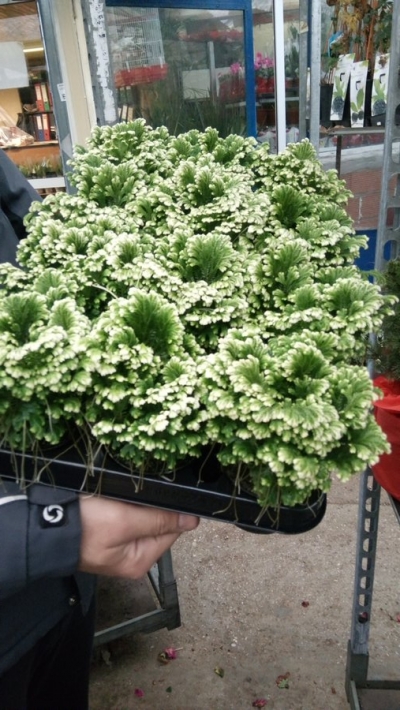 Selanginela &sigma;&epsilon; &mu;&iota;&kappa;&rho;ό &mu;έ&gamma;&epsilon;&theta;&omicron;&sigmaf;