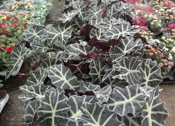 &Alpha;&lambda;&omicron;&kappa;ά&sigma;&iota;&alpha; &sigma;&tau;&eta;&nu; &Kappa;&Epsilon;&Nu;&Tau;&Iota;&Alpha;