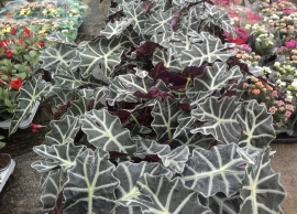 &Alpha;&lambda;&omicron;&kappa;ά&sigma;&iota;&alpha; &sigma;&tau;&eta;&nu; &Kappa;&Epsilon;&Nu;&Tau;&Iota;&Alpha;