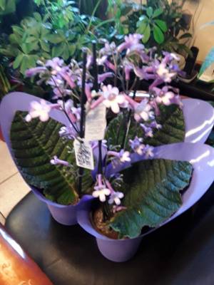 Streptocarpus parfuflora &omicron; &alpha;&rho;&omega;&mu;&alpha;&tau;&iota;&kappa;ό&sigmaf;