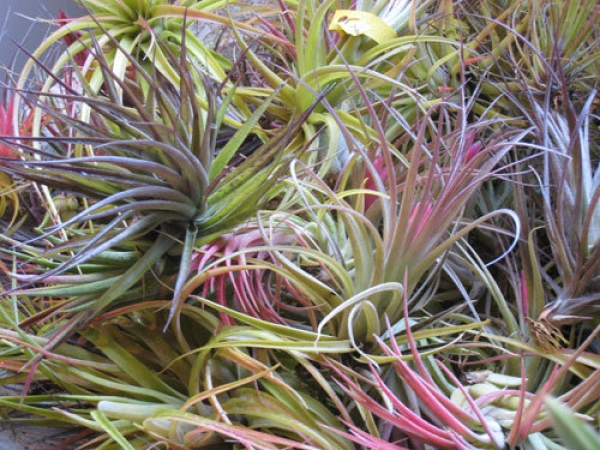 &Alpha;&epsilon;&rho;ό&phi;&upsilon;&tau;&alpha; &tau;&iota;&lambda;&alpha;&nu;&tau;&sigma;&iota;&alpha;