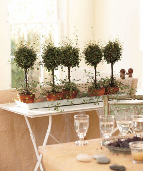 Muehlenbeckia:&omicron; &phi;ύ&lambda;&alpha;&kappa;&alpha;&sigmaf; ά&gamma;&gamma;&epsilon;&lambda;&omicron;&sigmaf; &tau;&omega;&nu; &delta;&alpha;&sigma;ώ&nu; &tau;&eta;&sigmaf; &Nu;. &Zeta;&eta;&lambda;&alpha;&nu;&delta;ί&alpha;&sigmaf;