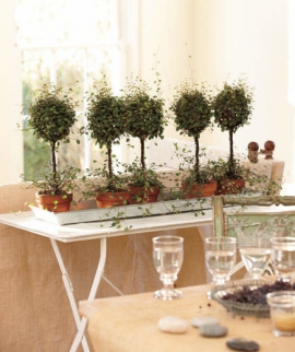 Muehlenbeckia:&omicron; &phi;ύ&lambda;&alpha;&kappa;&alpha;&sigmaf; ά&gamma;&gamma;&epsilon;&lambda;&omicron;&sigmaf; &tau;&omega;&nu; &delta;&alpha;&sigma;ώ&nu; &tau;&eta;&sigmaf; &Nu;. &Zeta;&eta;&lambda;&alpha;&nu;&delta;ί&alpha;&sigmaf;