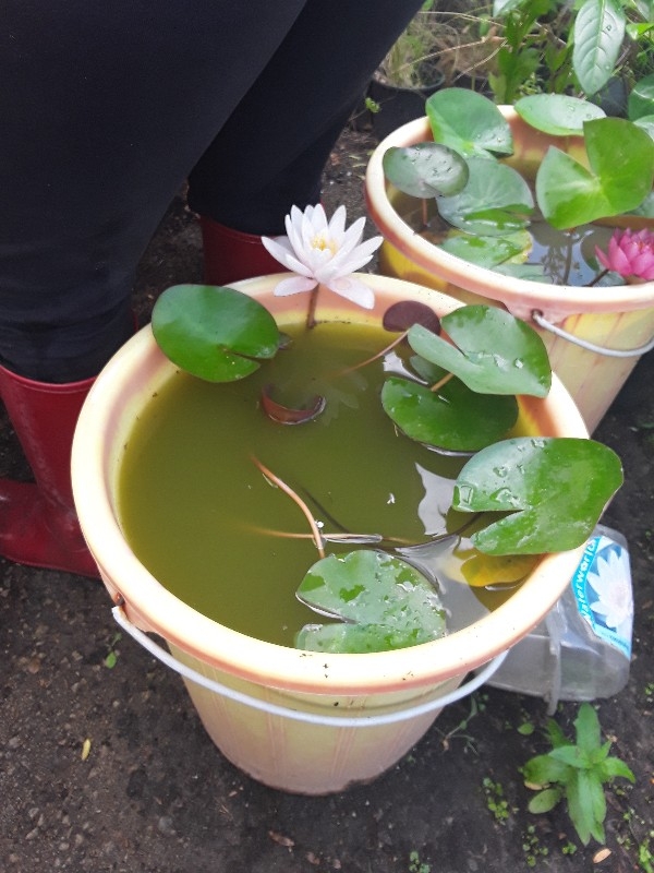 &Nu;&omicron;ύ&phi;&alpha;&rho;&alpha; &sigma;&epsilon; &lambda;&epsilon;&upsilon;&kappa;ό &rho;&omicron;&zeta; &chi;&rho;ώ&mu;&alpha;