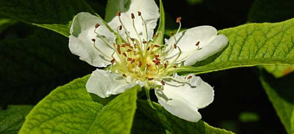 Ά&nu;&theta;&omicron;&sigmaf; &mu;&omicron;&upsilon;&sigma;&mu;&omicron;&upsilon;&lambda;&iota;ά&sigmaf;