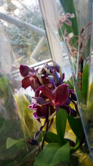 &Pi;&omicron;&iota;&kappa;&iota;&lambda;ί&alpha; &alpha;&pi;ό &sigma;&pi;ά&nu;&iota;&epsilon;&sigmaf; &omicron;&rho;&chi;&iota;&delta;έ&epsilon;&sigmaf;