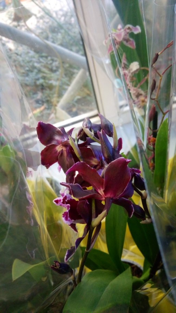 &Pi;&omicron;&iota;&kappa;&iota;&lambda;ί&alpha; &alpha;&pi;ό &sigma;&pi;ά&nu;&iota;&epsilon;&sigmaf; &omicron;&rho;&chi;&iota;&delta;έ&epsilon;&sigmaf;