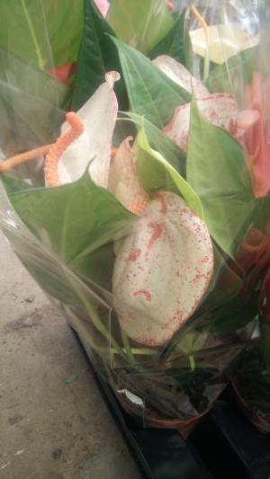 &Alpha;&nu;&theta;&omicron;&upsilon;&rho;&iota;&omicron; &mu;&epsilon; &lambda;&epsilon;&upsilon;&kappa;ό ά&nu;&theta;&omicron;&sigmaf; &kappa;&alpha;&iota; &kappa;ό&kappa;&kappa;&iota;&nu;&alpha; &sigma;&tau;ί&gamma;&mu;&alpha;&tau;&alpha;