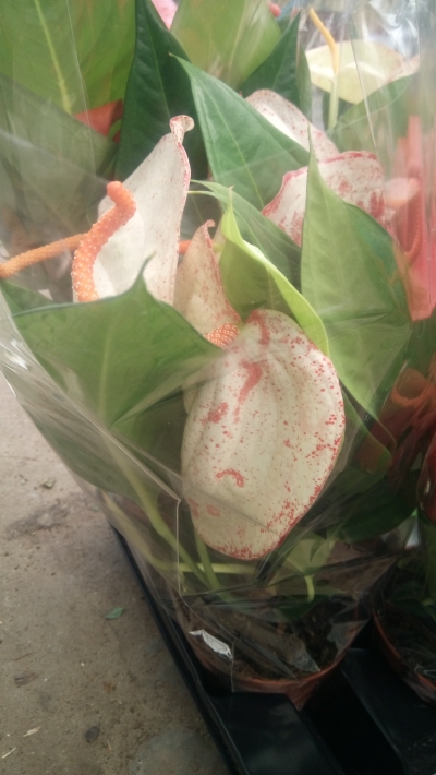 &Alpha;&nu;&theta;&omicron;&upsilon;&rho;&iota;&omicron; &mu;&epsilon; &lambda;&epsilon;&upsilon;&kappa;ό ά&nu;&theta;&omicron;&sigmaf; &kappa;&alpha;&iota; &kappa;ό&kappa;&kappa;&iota;&nu;&alpha; &sigma;&tau;ί&gamma;&mu;&alpha;&tau;&alpha;