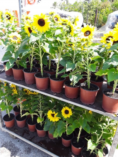 &Eta;&lambda;ί&alpha;&nu;&theta;&omicron;&sigmaf; &mu;&epsilon;&gamma;ά&lambda;&omicron;&sigmaf;