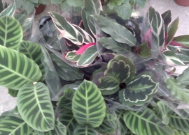 &Pi;&omicron;&iota;&kappa;&iota;&lambda;ί&alpha; &kappa;&alpha;&lambda;&alpha;&theta;έ&alpha;&sigmaf;