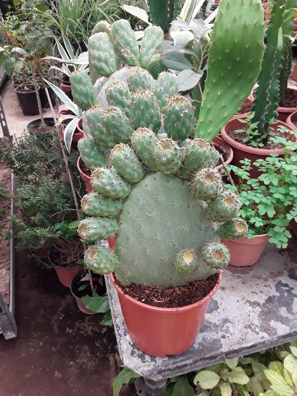 Opuntia