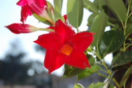 &Delta;&iota;&pi;&lambda;&alpha;&delta;έ&nu;&iota;&alpha; &kappa;ό&kappa;&kappa;&iota;&nu;&eta;