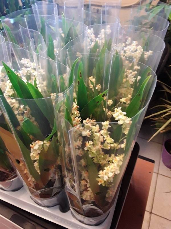 Oncidium twinkle &alpha;&rho;&omega;&mu;&alpha;&tau;&iota;&kappa;ό