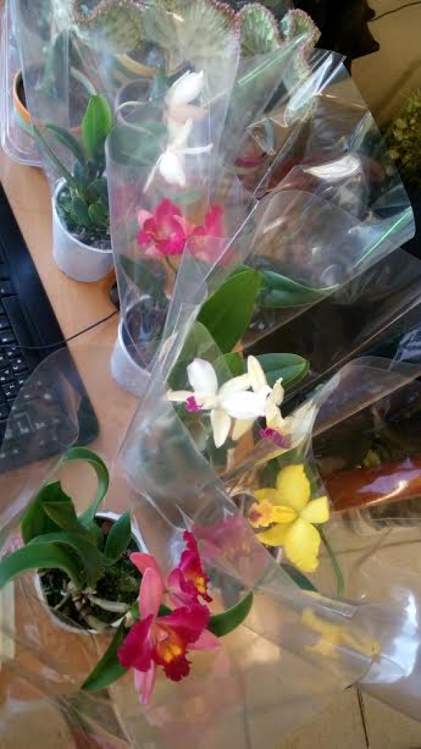 &Omicron;&rho;&chi;&iota;&delta;έ&alpha; cattleya