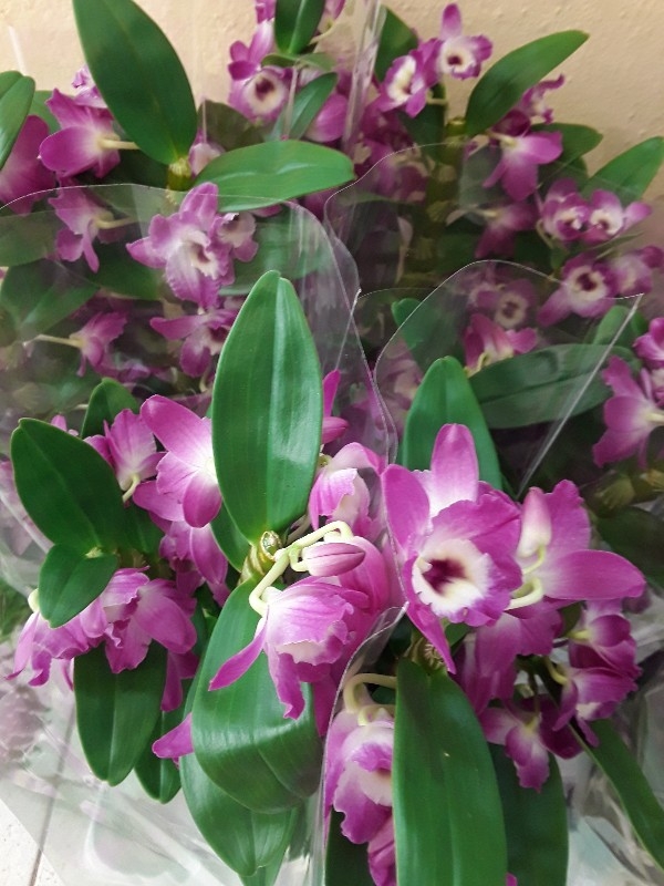 Dendrovium nobile lilac