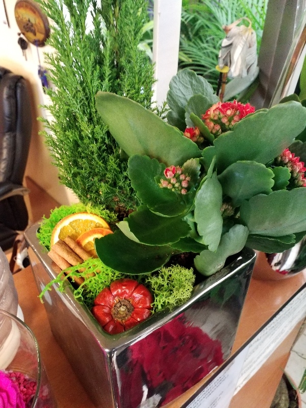 &Sigma;ύ&nu;&theta;&epsilon;&sigma;&eta; &phi;&upsilon;&tau;ώ&nu; &sigma;&epsilon; &kappa;&epsilon;&rho;&alpha;&mu;&iota;&kappa;ό pot &mu;&epsilon; &alpha;&sigma;&eta;&mu;ί &alpha;&pi;ό&chi;&rho;&omega;&sigma;&eta;