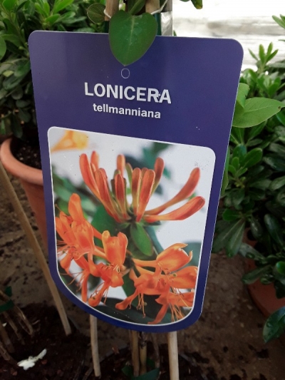 Lonicera tellmanniana