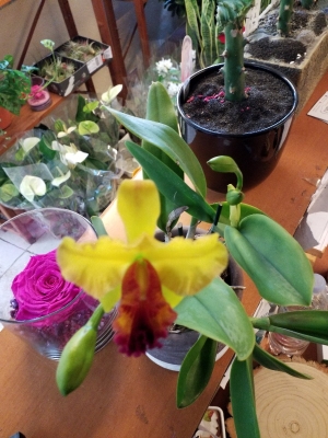 Cattleya &kappa;ί&tau;&rho;&iota;&nu;&eta; &alpha;&rho;&omega;&mu;&alpha;&tau;&iota;&kappa;ή