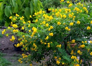 &Kappa;ά&sigma;&iota;&alpha; ή senna cassia floribunda