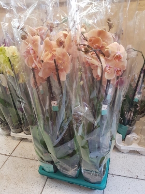 Giant phalaenopsis orchid