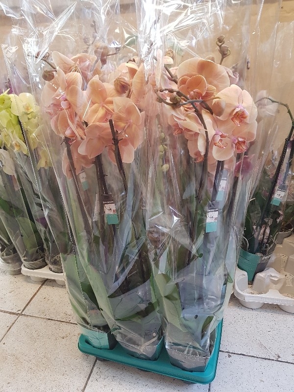 Giant phalaenopsis orchid