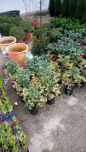 &Alpha;&rho;&nu;&tau;ί&sigma;&iota;&alpha; &lambda;&epsilon;&upsilon;&kappa;&omicron;ύ &chi;&rho;ώ&mu;&alpha;&tau;&omicron;&sigmaf; &epsilon;&iota;&sigma;&alpha;&gamma;&omega;&gamma;ή&sigmaf;