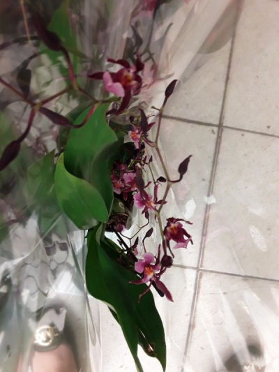 Oncidium Mieke van holm