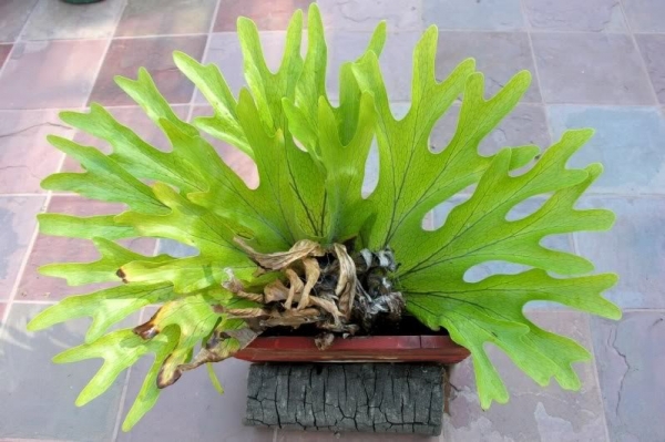 &Pi;&lambda;&alpha;&tau;&iota;&kappa;έ&rho;&iota;&omicron;&upsilon;&mu; &sigma;&epsilon; &delta;&iota;&alpha;&kappa;&omicron;&sigma;&mu;&eta;&tau;&iota;&kappa;ή &pi;ή&lambda;&iota;&nu;&eta; &beta;ά&sigma;&eta;