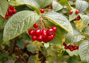 Ώ&rho;&iota;&mu;&omicron;&iota; &kappa;&alpha;&rho;&pi;&omicron;ί &kappa;&upsilon;&delta;&omega;&nu;ί&alpha;&sigma;&tau;&rho;&omicron;&upsilon;