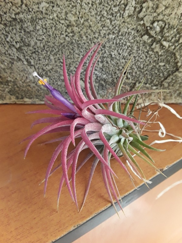 Tillandsia ionantha red large