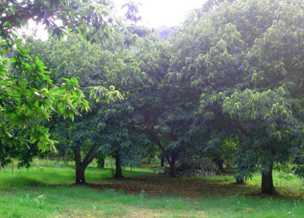 &Delta;ά&sigma;&omicron;&sigmaf; &kappa;&alpha;&sigma;&tau;&alpha;&nu;&iota;ά&sigmaf;