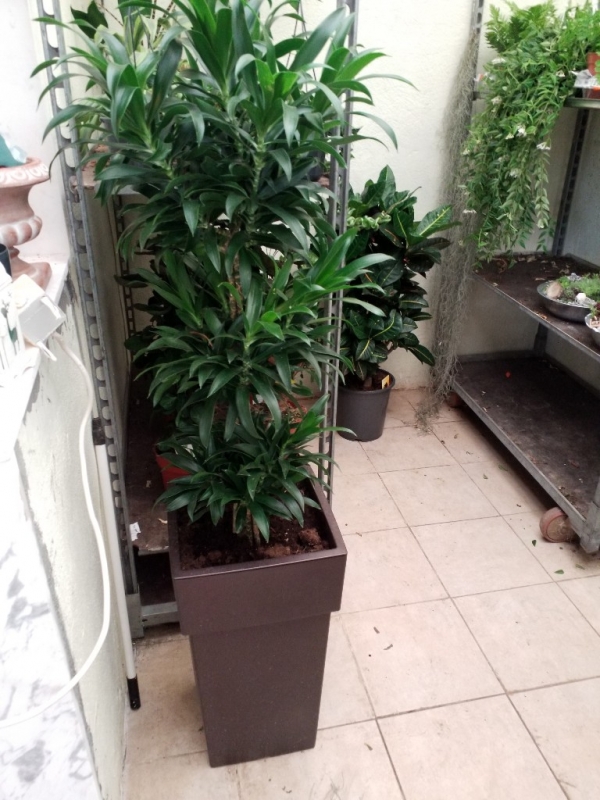 &Delta;&rho;ά&kappa;άί&nu;ά song of la tigra &sigma;&tau;ή&nu; &Kappa;έ&nu;&tau;&iota;&alpha;