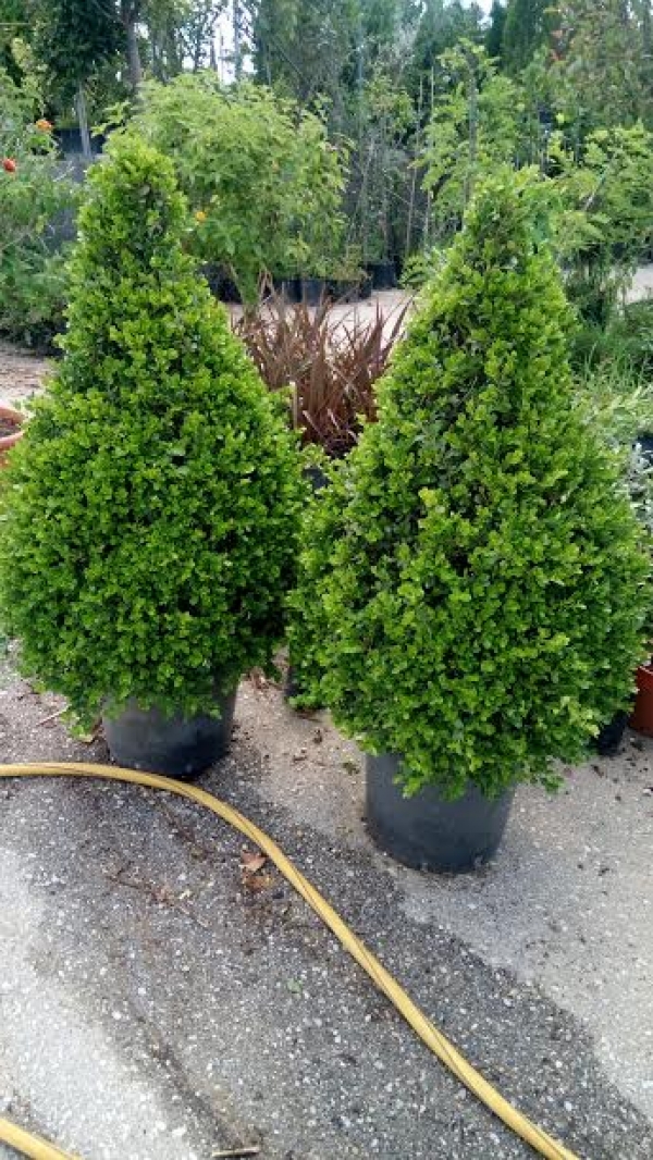 Buxus &kappa;ώ&nu;&omicron;&sigmaf; &mu;&epsilon;&gamma;ά&lambda;&omicron;&sigmaf;