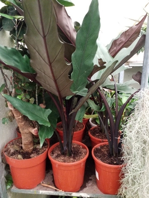 &Alpha;&lambda;&omicron;&kappa;ά&sigma;&iota;&alpha; lauterbacchiana &sigma;&tau;&eta;&nu; &Kappa;έ&nu;&tau;&iota;&alpha;