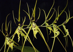 &Omicron;&rho;&chi;&iota;&delta;έ&alpha; &mu;&pi;&rho;ά&sigma;&iota;&alpha; &sigma;&epsilon; &kappa;ί&tau;&rho;&iota;&nu;&omicron; &chi;&rho;ώ&mu;&alpha;