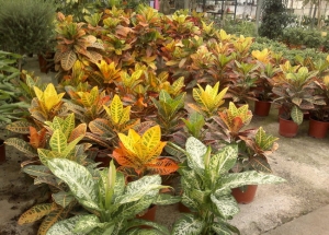 &Delta;&iota;&epsilon;&phi;&epsilon;&mu;&pi;ά&chi;&iota;&epsilon;&sigmaf; &kappa;&alpha;&iota; &kappa;&rho;ό&tau;&omicron;&nu;&epsilon;&sigmaf; &sigma;&tau;&omicron; &phi;ό&nu;&tau;&omicron; &sigma;&tau;&eta;&nu; &Kappa;&Epsilon;&Nu;&Tau;&Iota;&Alpha;