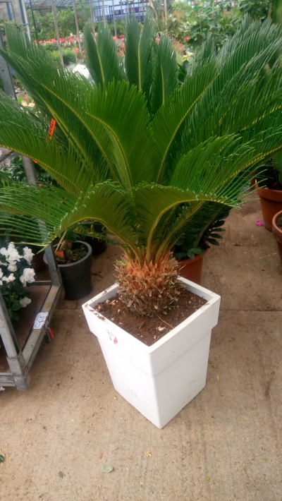 Cycas &sigma;&epsilon; &mu;&epsilon;&gamma;ά&lambda;&omicron; &mu;έ&gamma;&epsilon;&theta;&omicron;&sigmaf;
