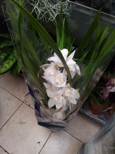 &Omicron;&lambda;ό&lambda;&epsilon;&upsilon;&kappa;&omicron; &sigma;&iota;&mu;&pi;ί&nu;&tau;&iota;&omicron;&upsilon;&mu; &sigma;&tau;&eta;&nu; &Kappa;έ&nu;&tau;&iota;&alpha;