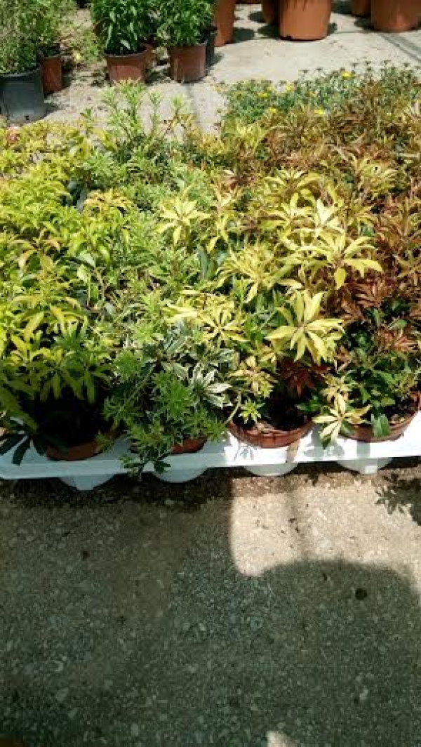 &Pi;&omicron;&iota;&kappa;&iota;&lambda;ί&epsilon;&sigmaf; &pi;&iota;&epsilon;&rho;ί&sigmaf; &sigma;&tau;&alpha; &Phi;&upsilon;&tau;ώ&rho;&iota;&alpha; &Kappa;έ&nu;&tau;&iota;&alpha;