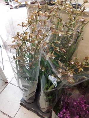 Cymbidium erythraeum &sigma;&tau;&eta;&nu; &Kappa;έ&nu;&tau;&iota;&alpha; 