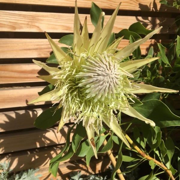 Protea cynaroides white crown