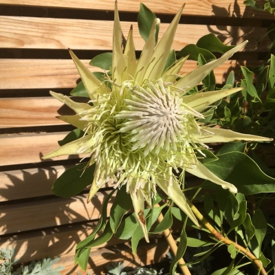 Protea cynaroides white crown