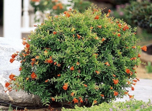 dwarf pomegranate