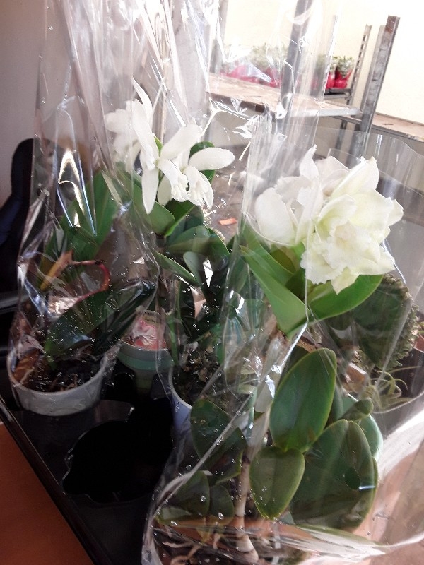 Cattleya &lambda;&epsilon;&upsilon;&kappa;ή